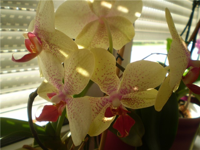 orhideja